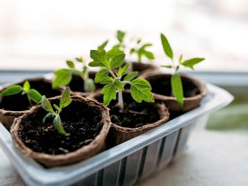 Plug plants growing indoors