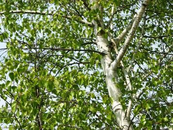 Silver birch tree