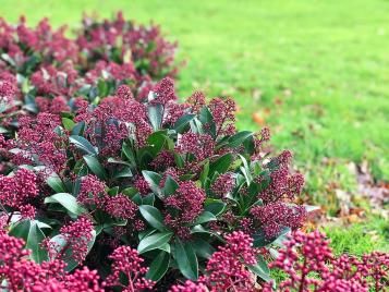 Skimmia bush