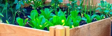 Square foot gardening