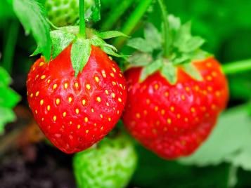 Strawberries growing outdoors