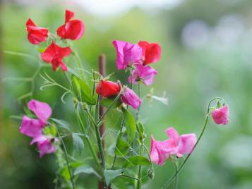 Sweet pea flowers closeup