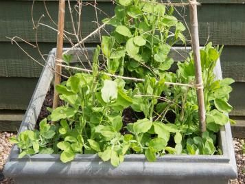 Sweet peas growing up a cane