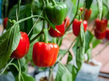 Sweet peppers growing, ready to harvest