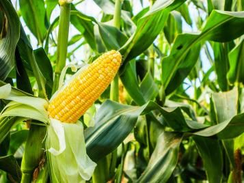 Sweetcorn growing