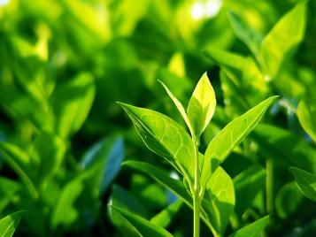 Tea plant leaves growing