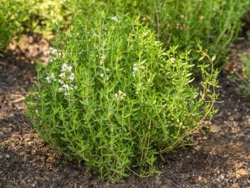Thyme plant growing
