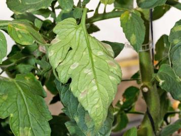 Tomato leaf mould on tomato plant leaves