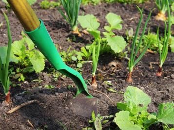 Weeding using a hoe