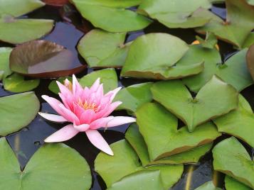 Waterlilies in a UK pond