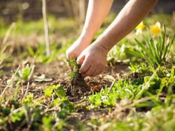 Weeding the garden