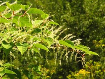 Japanese knotweed