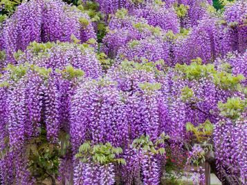 Wisteria flowers closeup