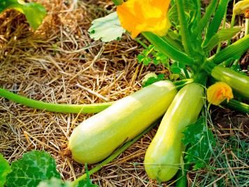 Young zuccini growing