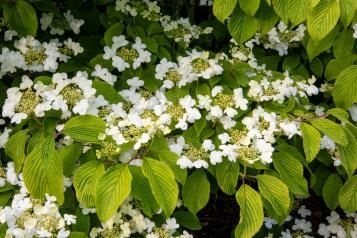 Les meilleures fleurs blanches