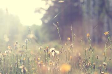 Veld