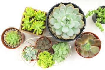 Vetplanten