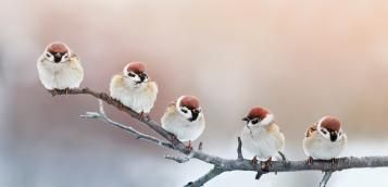 Vogels