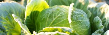 Winter Vegetables 