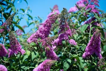 arbuste aux pappilons buddleja