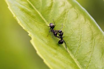 Die Schwarze Wegameise (Lasius niger)
