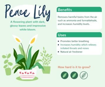 Plants With Benefits - Peace Lily