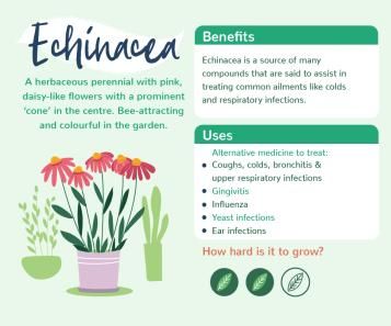 Plants With Benefits - Echinacea