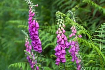Purple foxglove flowers in a green garden