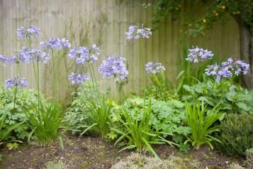 Blue Agapanthus growing in a garden flower bed. 