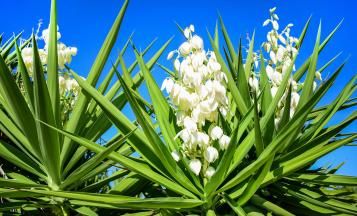 Yucca plant with white flowers and long green leaves on blue sky background.