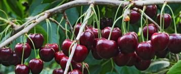 Taille des cerisiers - Des fruits propres au jardin - I Love My Garden