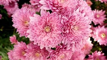 chrysanthemen 