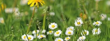 Når plænen „blomstrer“ …