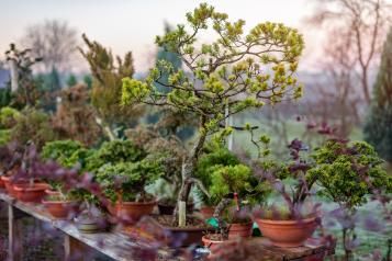 Bonsai