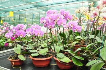 Orchid