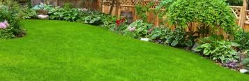 Feeding your lawn | David Domoney | Miracle-Gro