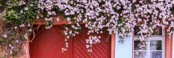 Des fleurs roses de Clematis Montana près du mur de la maison au-dessus des fenêtres et d’un portail rouge