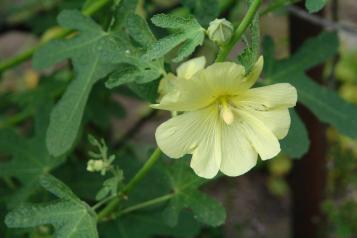 Des fleurs jaune pâle d'Alcea rugosa