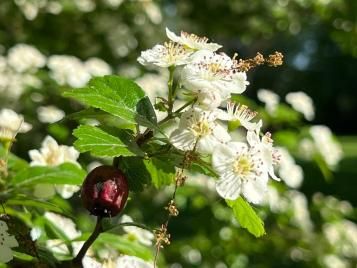 Une branche de l’Aubépine Cratægus oxyacantha avec des fleurs blanches, une boule de fruit rouge et des feuilles presque entières, lobées juste au bout