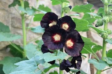 Détails des fleurs d'Alcea rosea « Nigra » dans un jardin