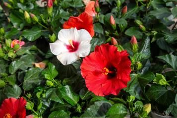 Image for Hibiscus