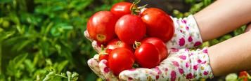 Growing the best tomatoes