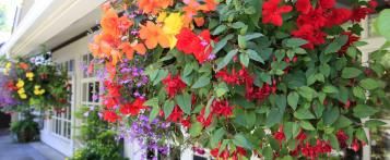 Header afbeelding hangplanten