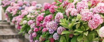 Hortensia stekken met potgrond, een aardappel en water I Love My Garden