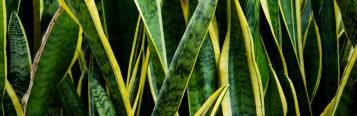 How to care for snake plants