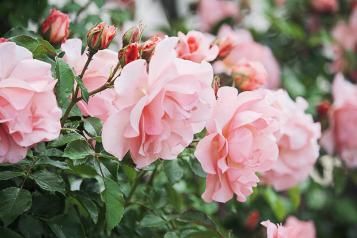 All about roses