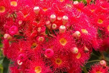 Osmocote® Native Potting Mix