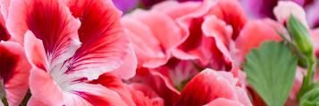 jardin coloré