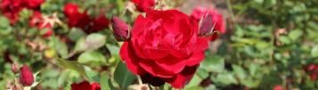 Rosier