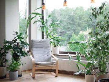 How to create your own indoor jungle with houseplants in the UK